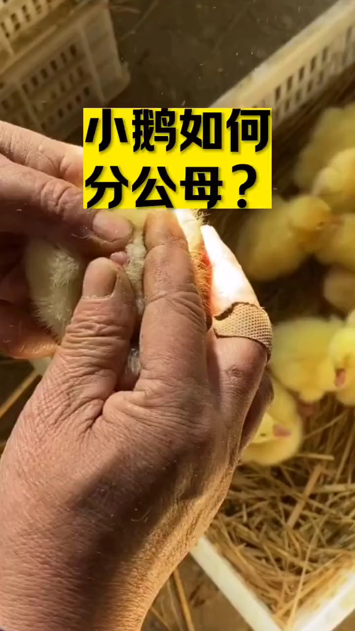 养鹅这样分公母.