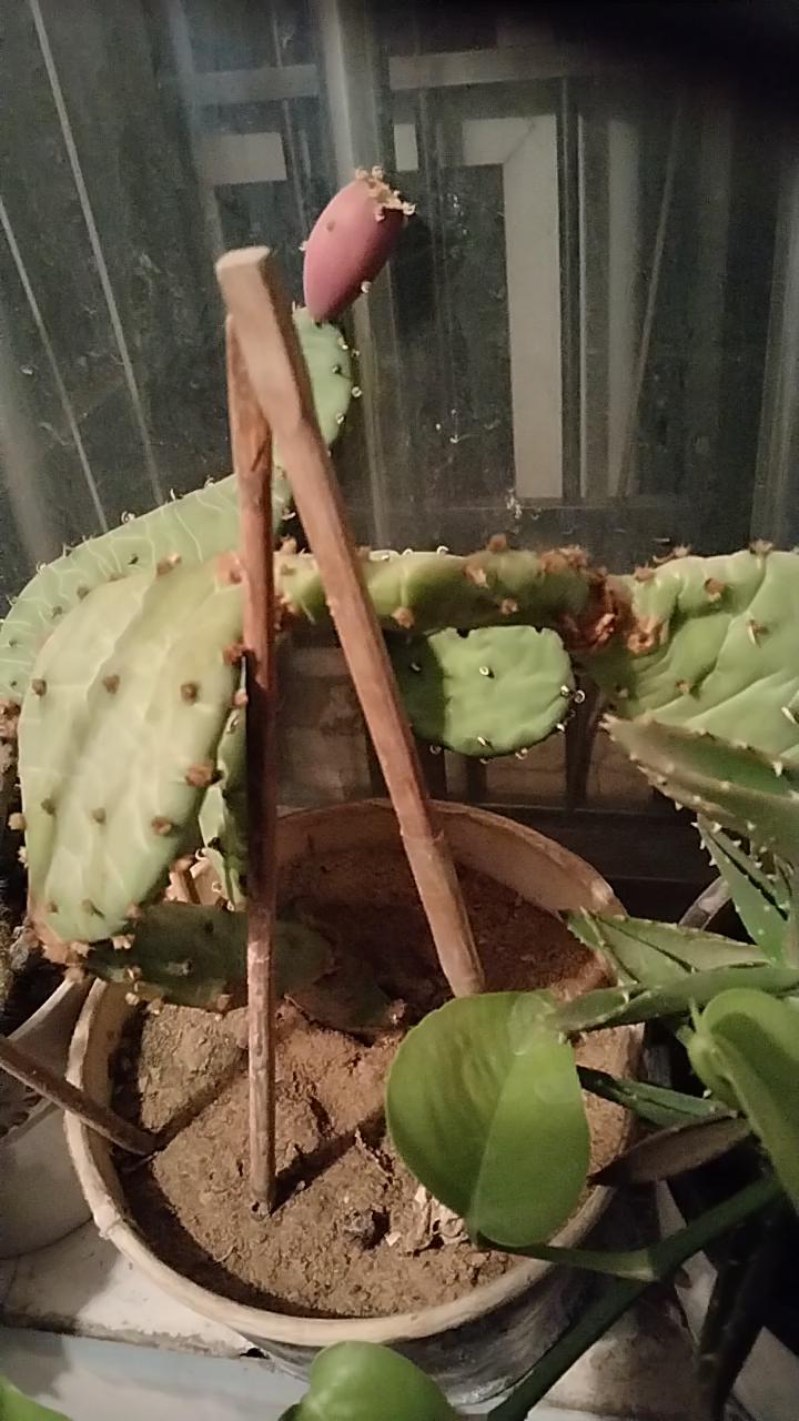 仙人掌墨西哥的国花