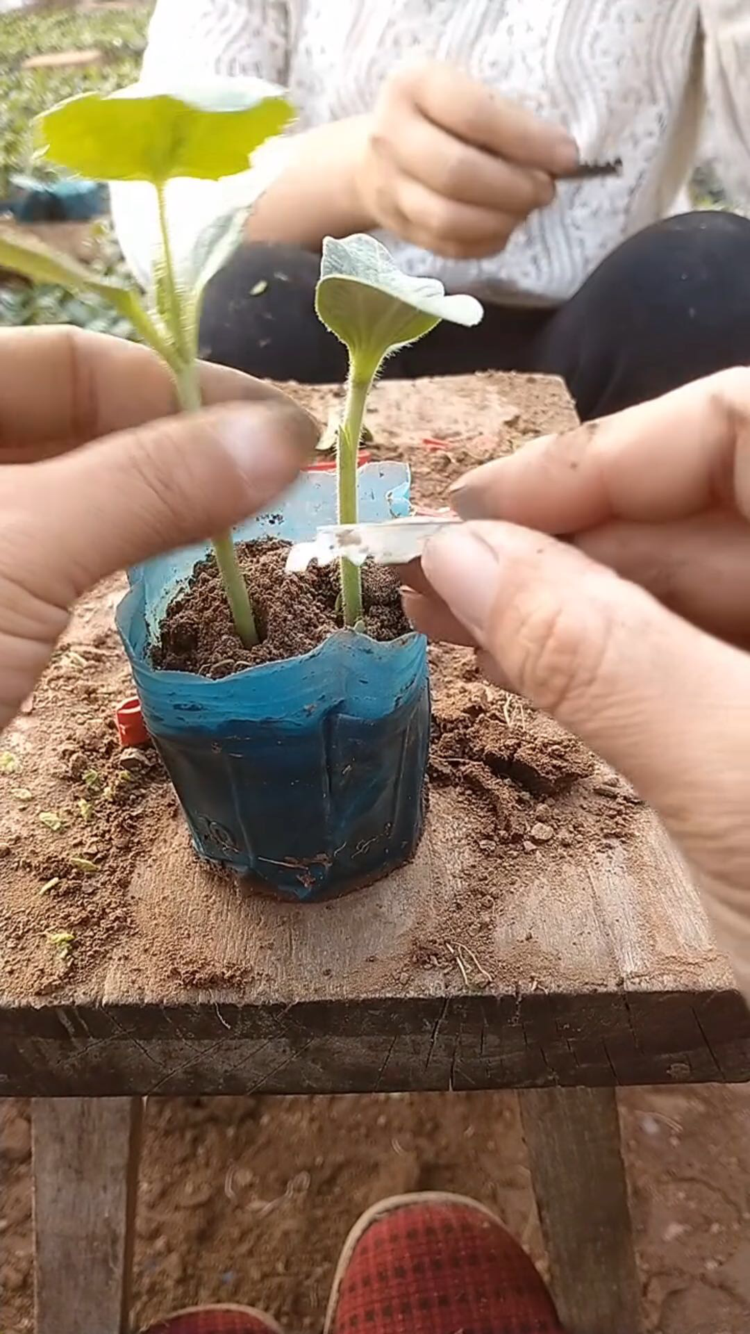 学嫁接黄瓜图片