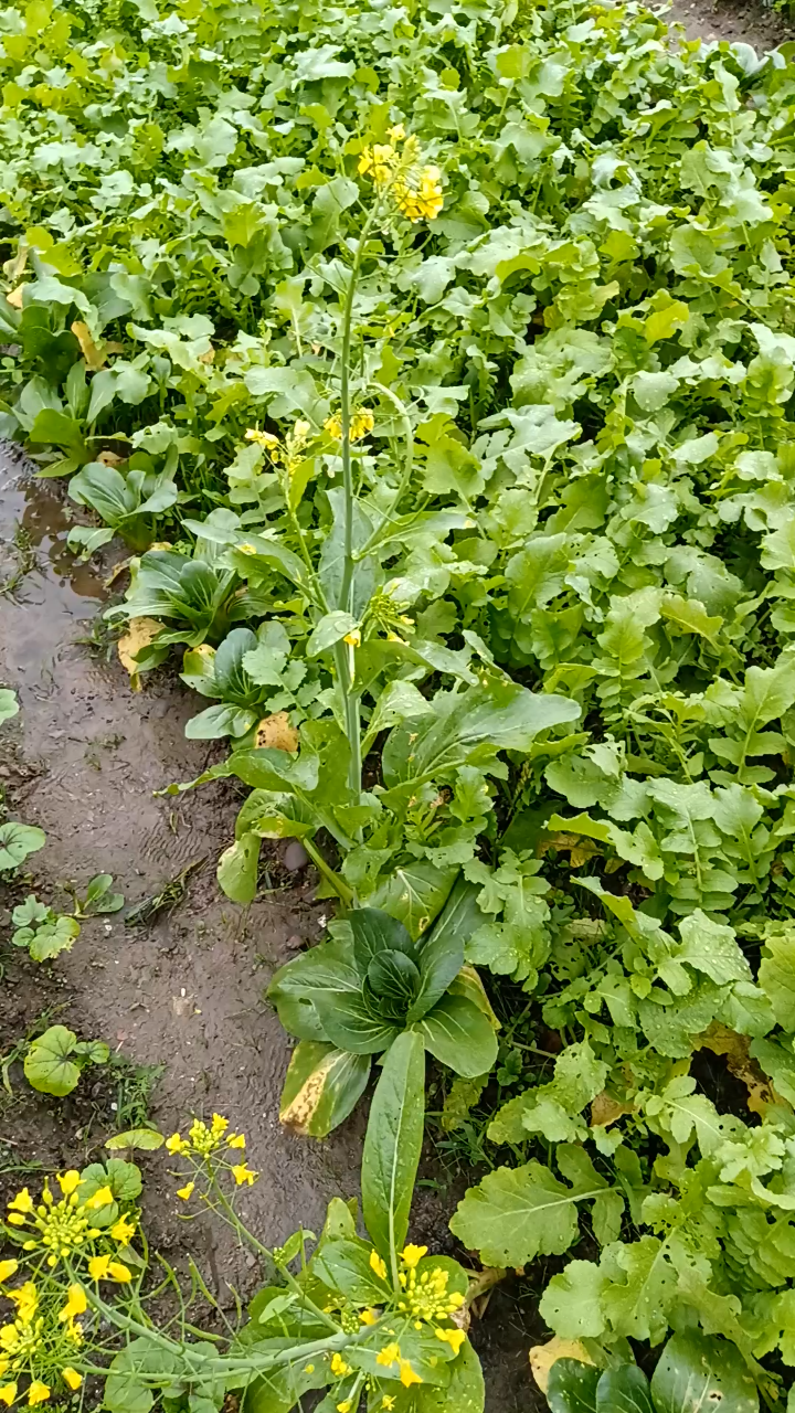 好看的白菜图片大全图片