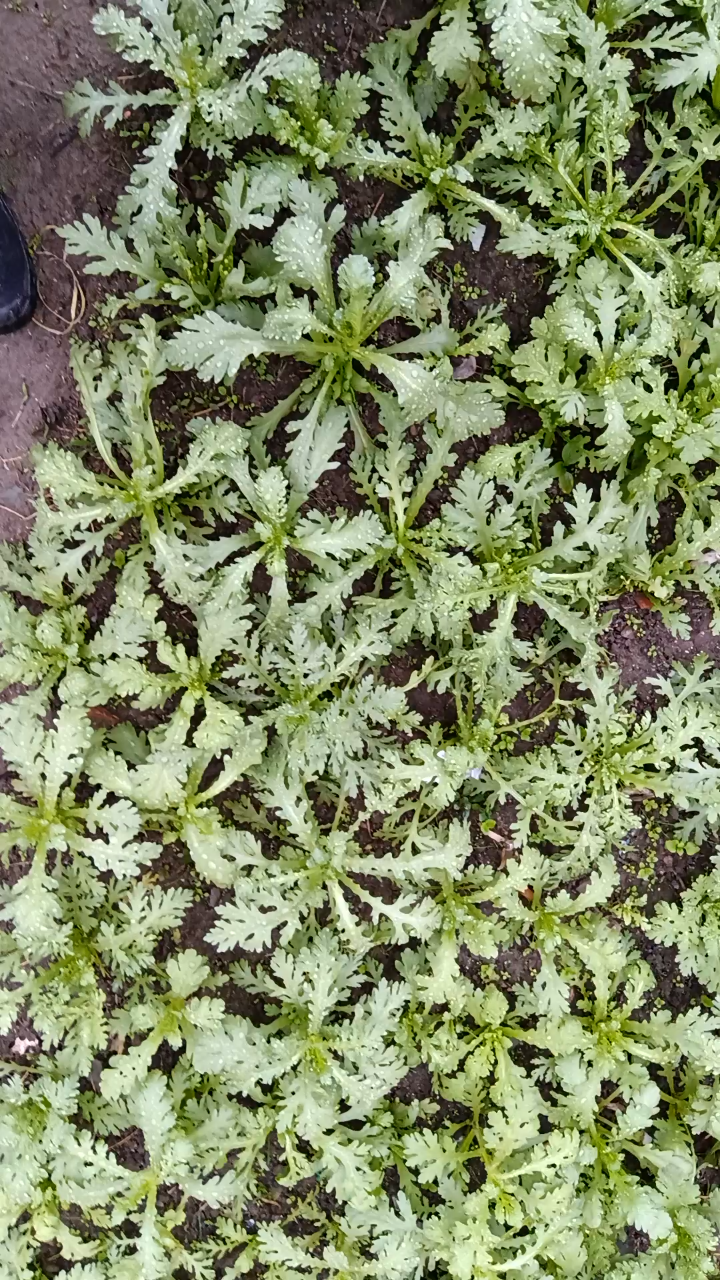好看又好吃的波菜