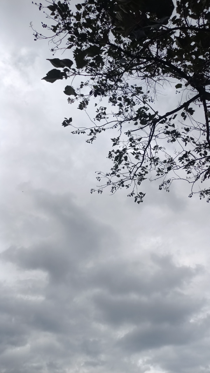 早上还是大太阳,现在变成阴天了