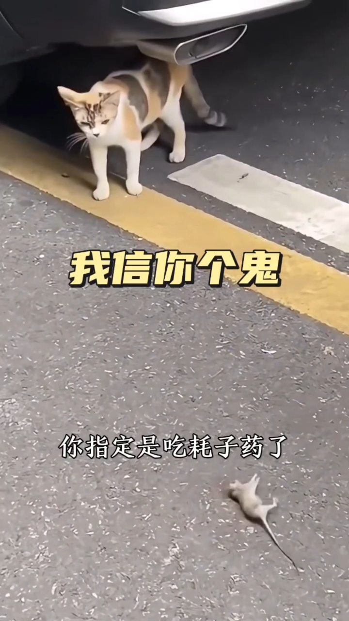 我信你个鬼哈哈哈