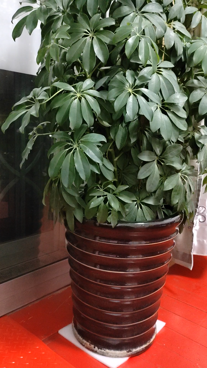 鸭脚木花八方来财