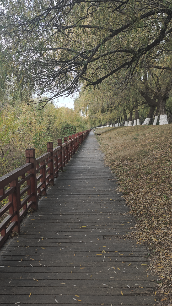 浑河沿岸木质栈道
