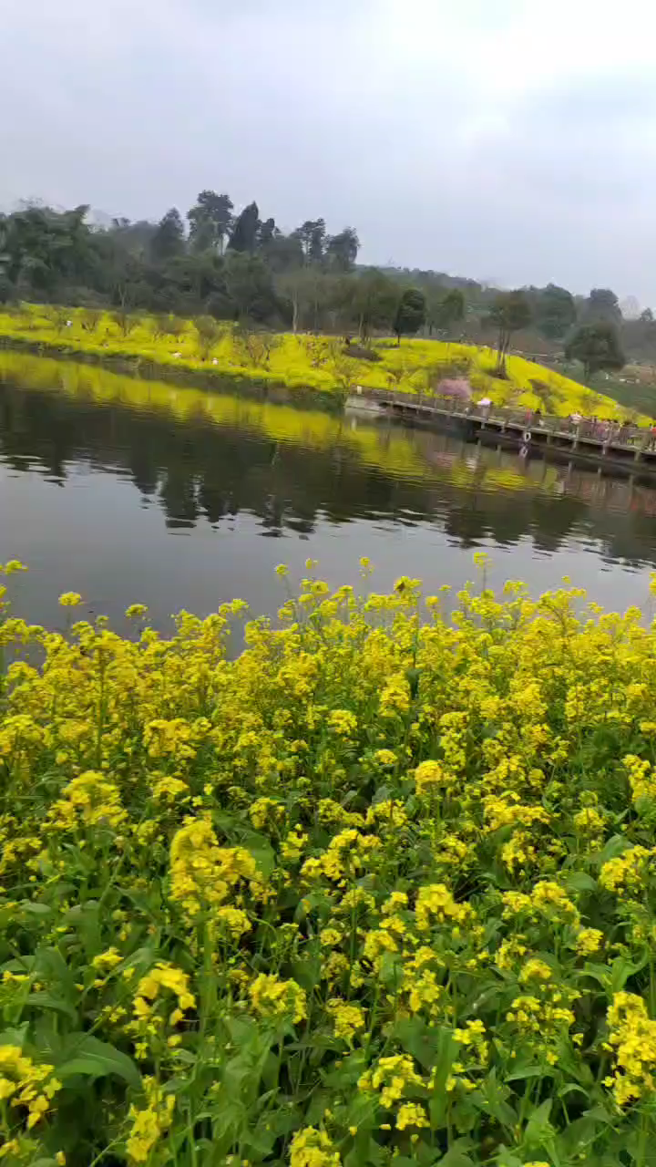 云龙镇油菜花图片