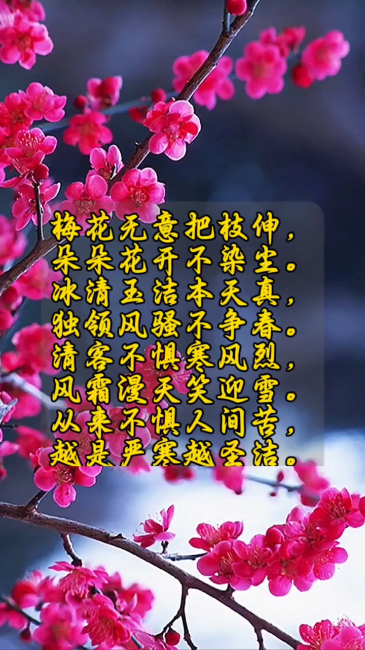 赞美梅花的句子图片