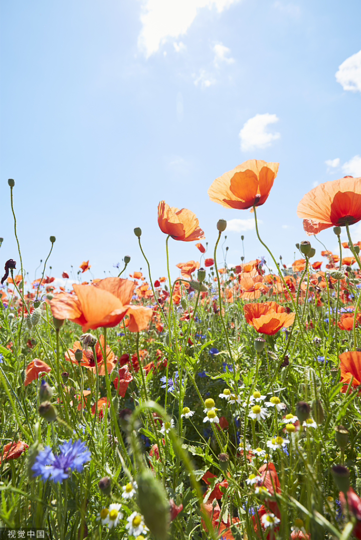 漂亮的春天的花草