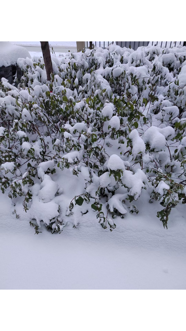 2022乌鲁木齐雪景图片图片