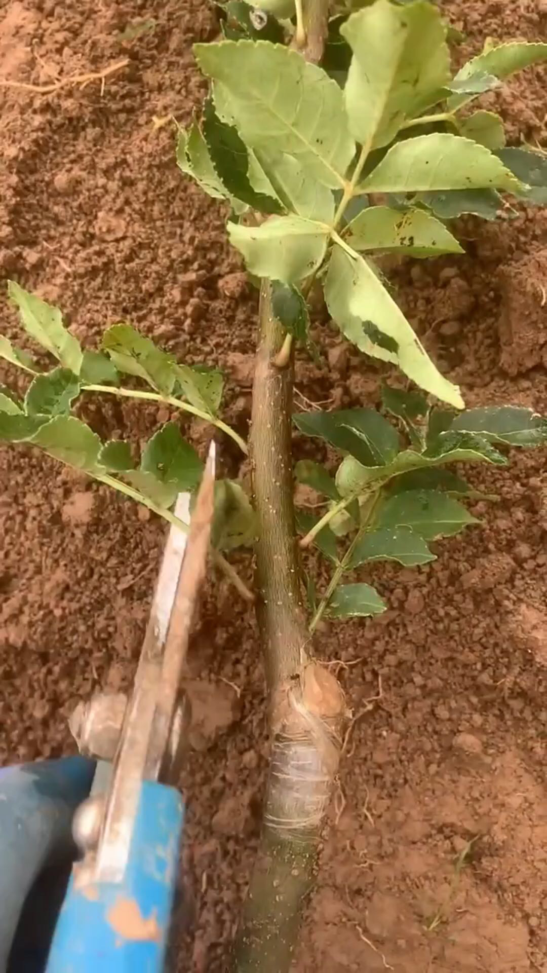 盆栽花椒树的种植方法图片