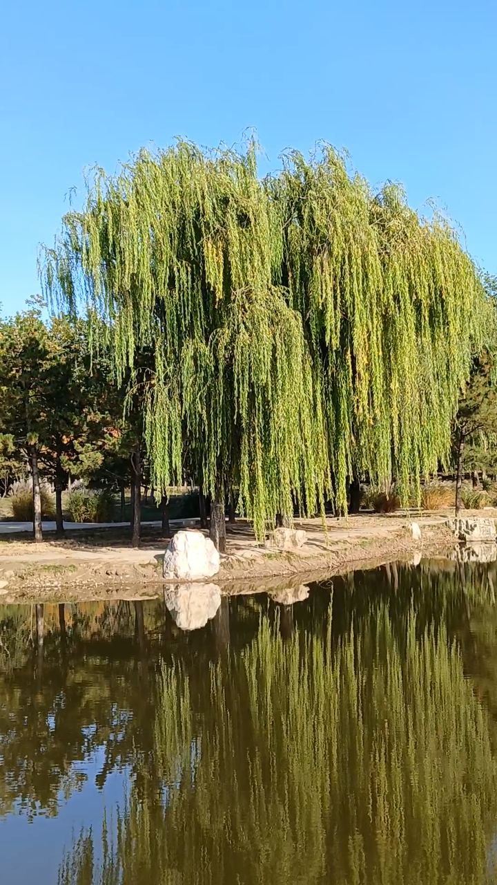杨柳青青 江水平