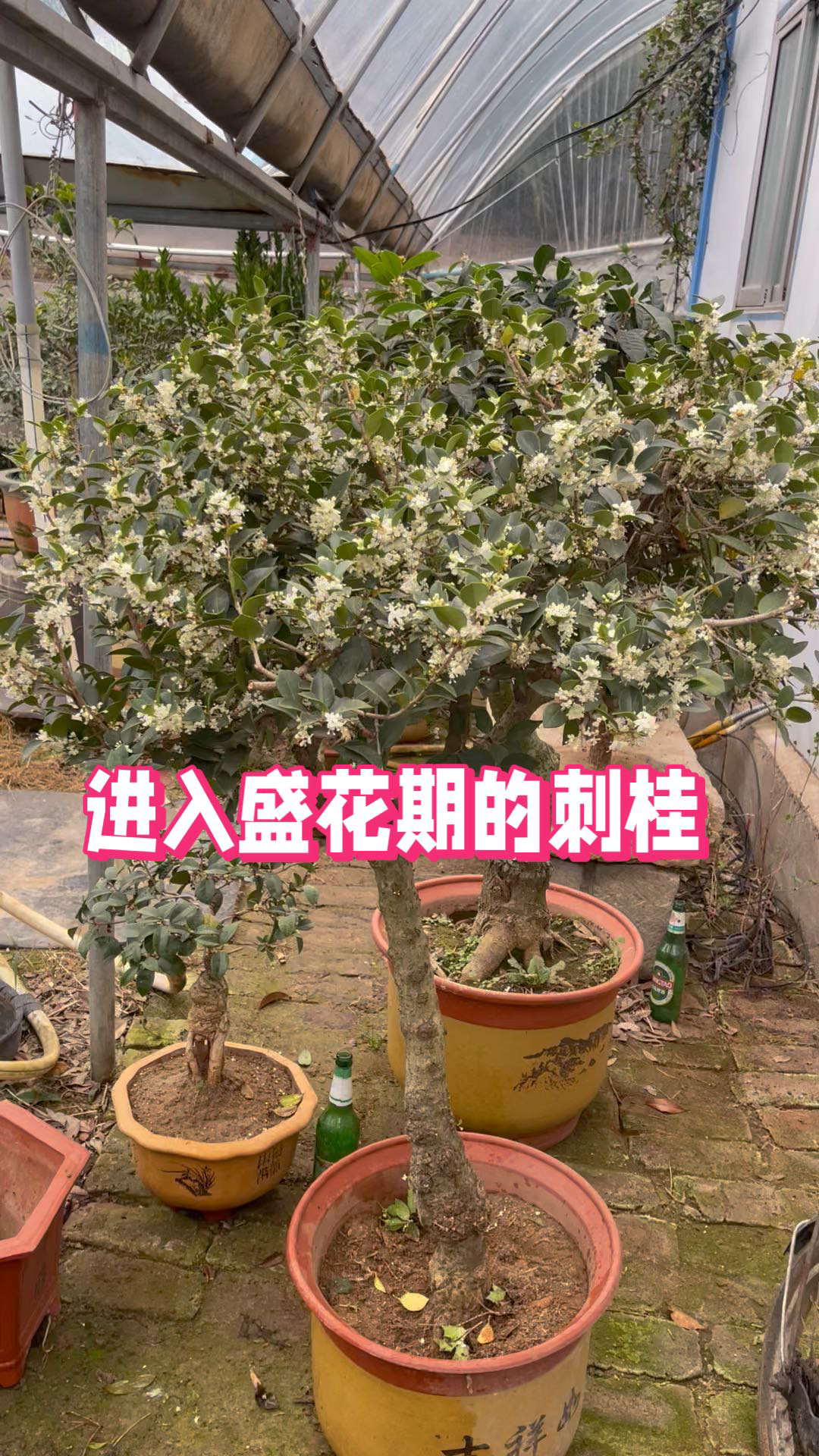 石山桂花期图片