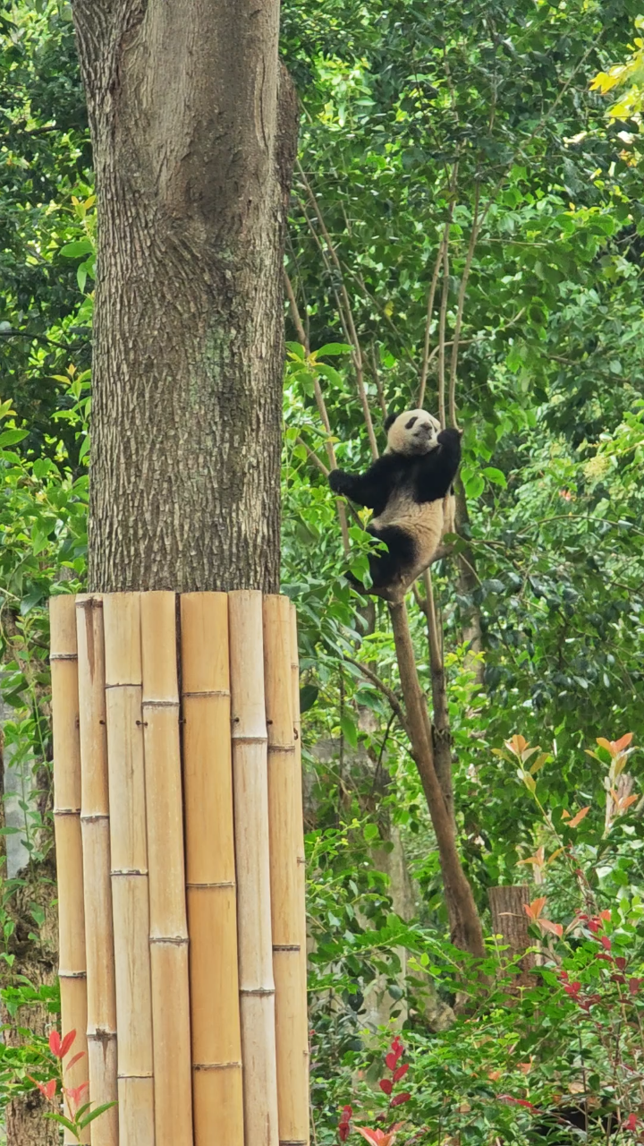 熊猫爬树你见过吗