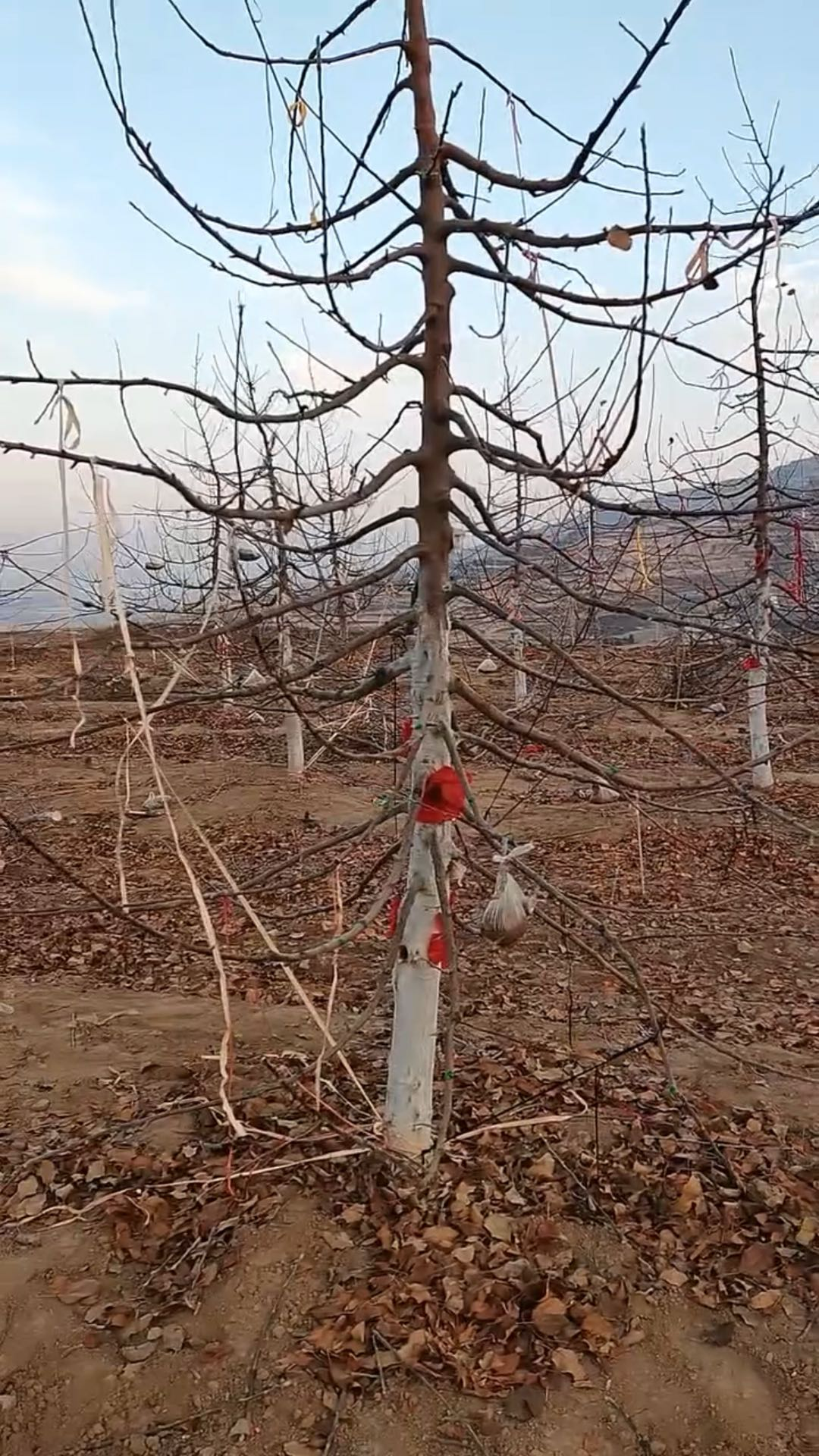 三年苹果树修剪后图片图片