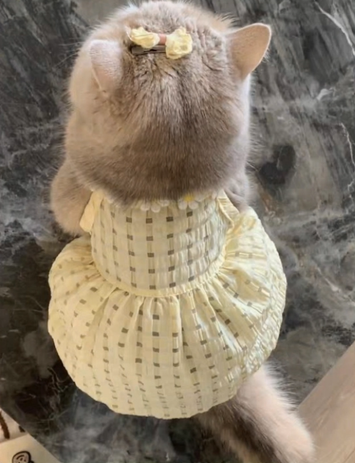 可爱小猫穿着漂亮的衣服