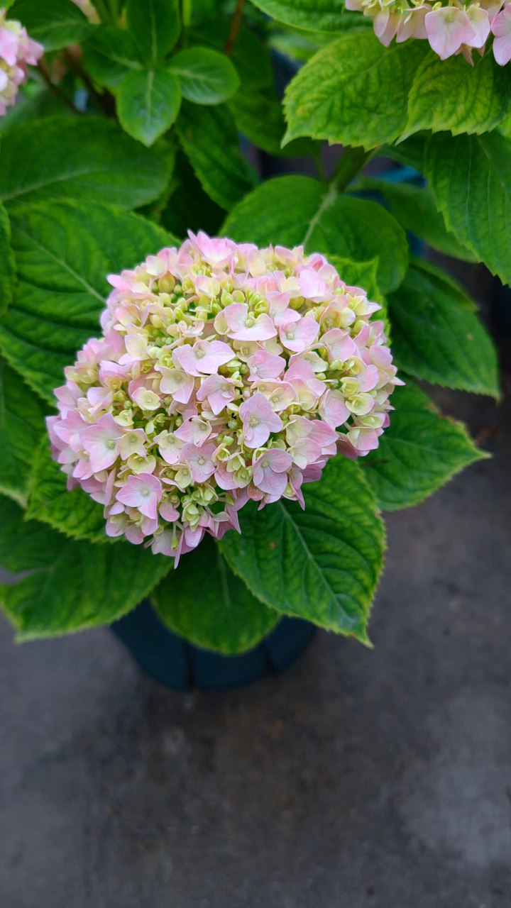 绣球花比月季花还要好养,开花像球一样大,开爆盆更漂亮