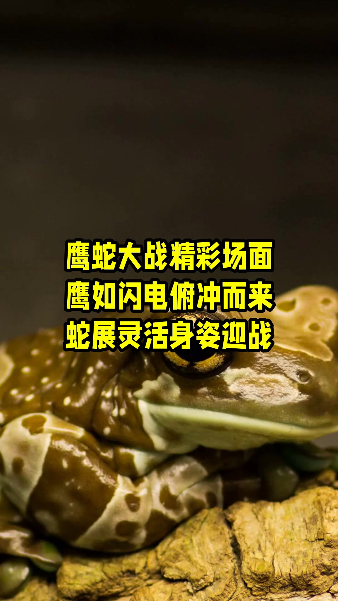 鹰蛇大战精彩场面,鹰如闪电俯冲而来,蛇展灵活身姿迎战