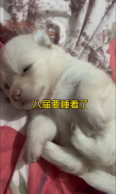奶呼呼小奶狗睡着了