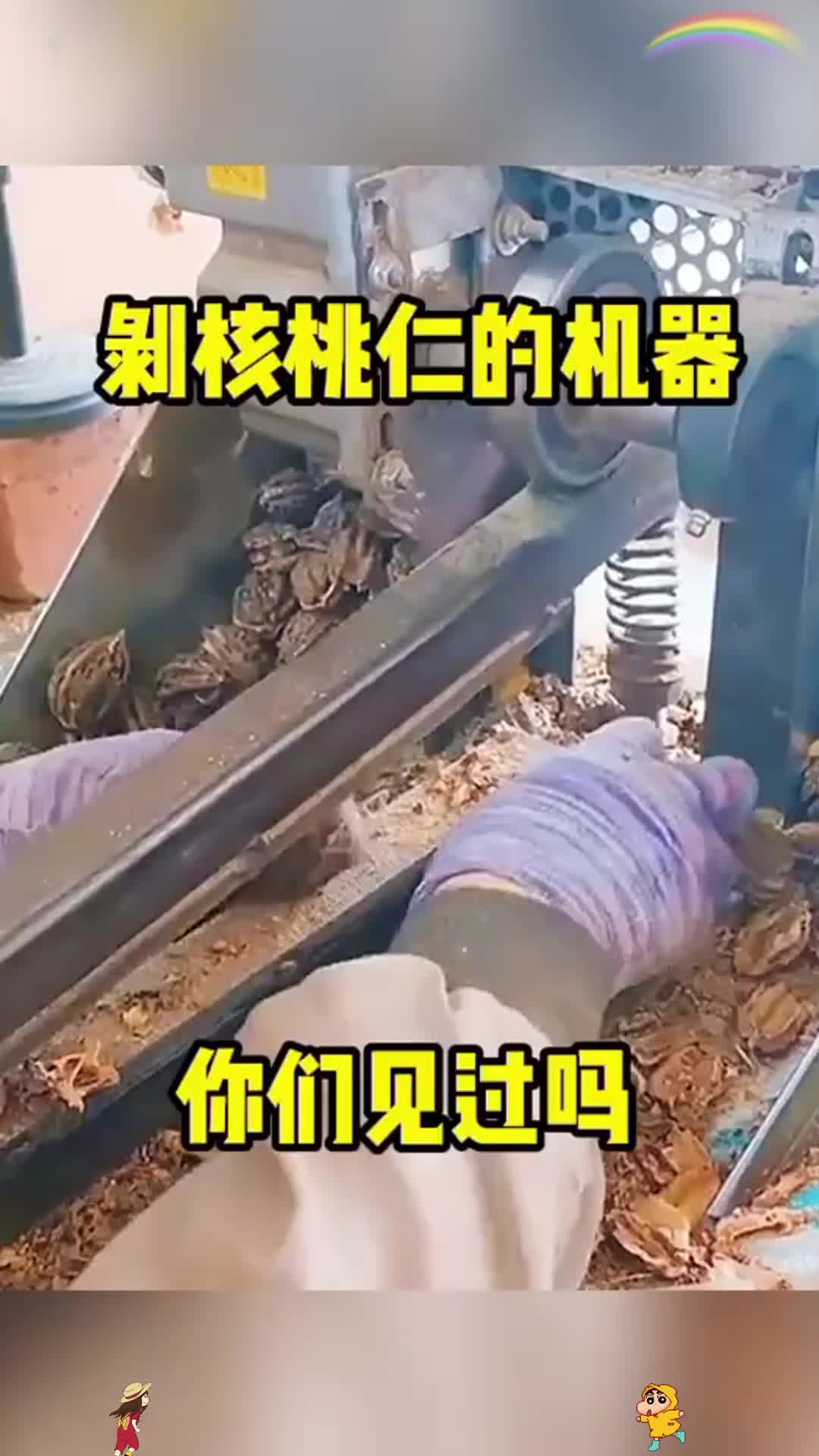 剥核桃仁的机器,你们见过吗?