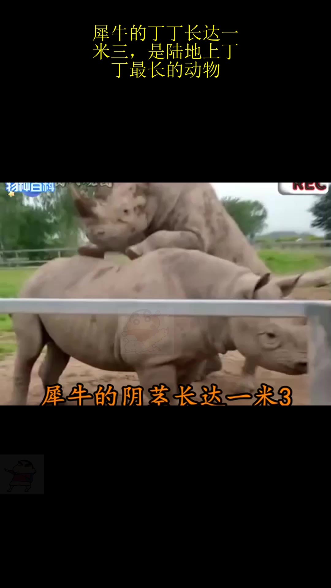 犀牛的丁丁长达一米三,是陆地上丁丁最长的动物