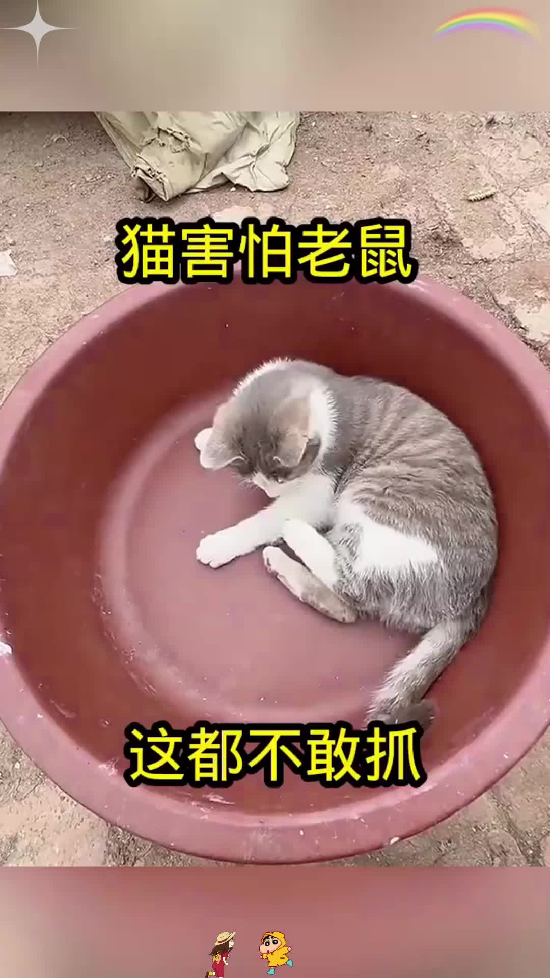 猫害怕老鼠,这都不敢抓!