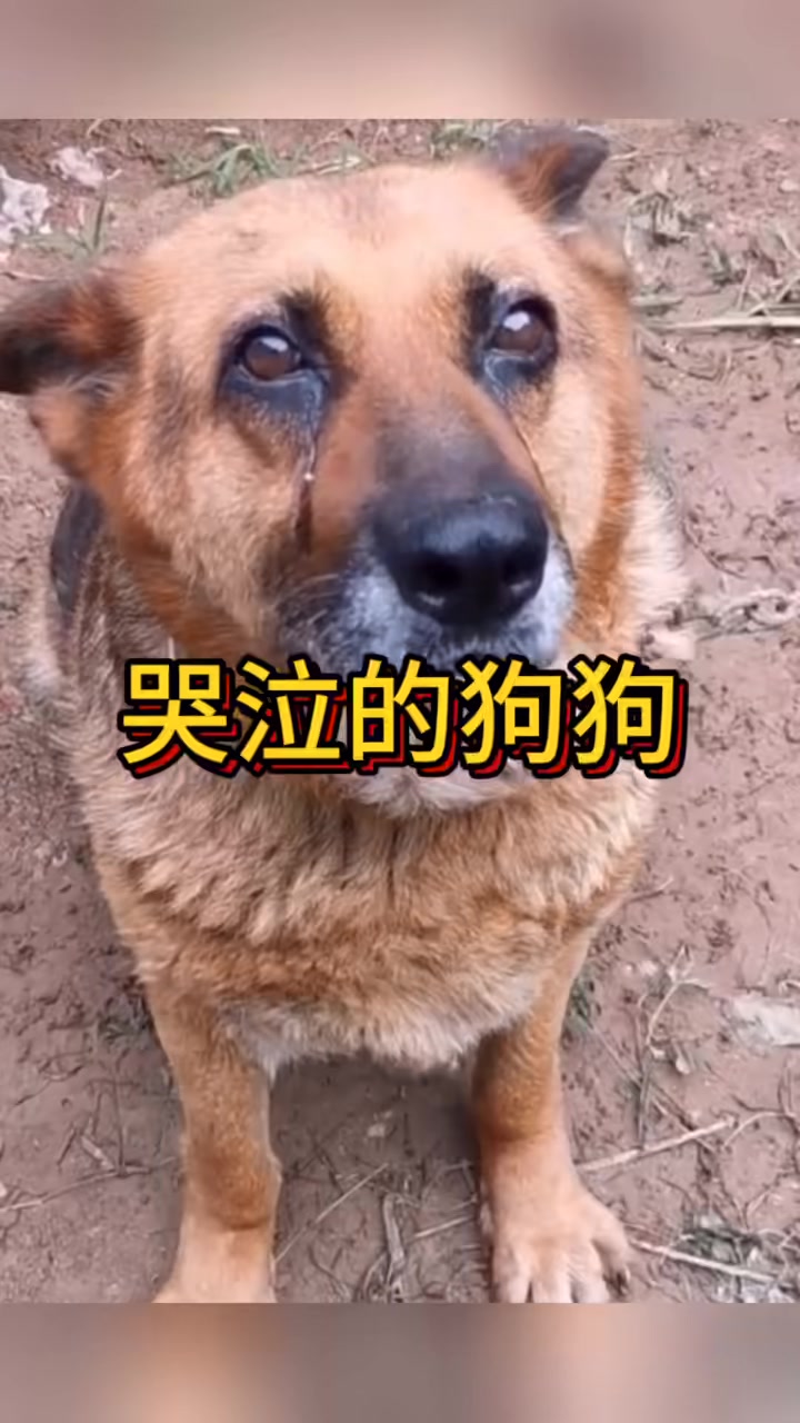 哭泣的狗狗,太委屈了