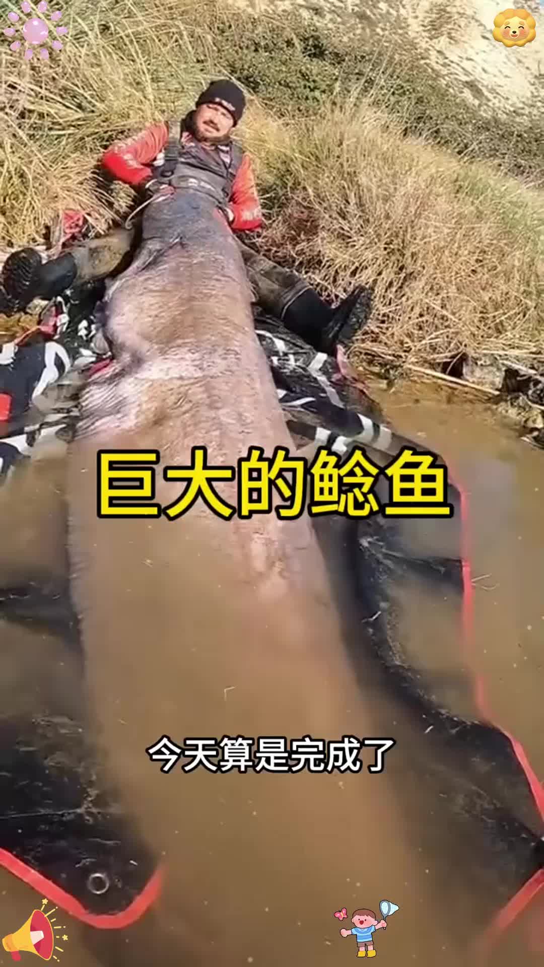 这条鲶鱼也太大了