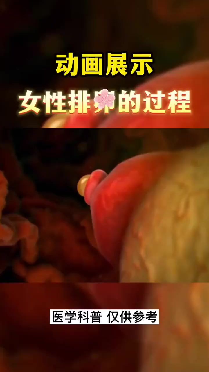 女性必看!女性排卵动画展示
