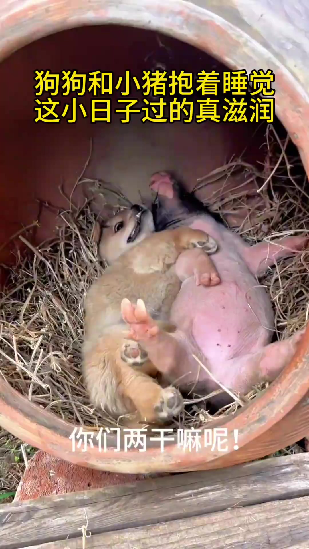 狗狗和小猪抱着睡觉,这小日子过的真滋润