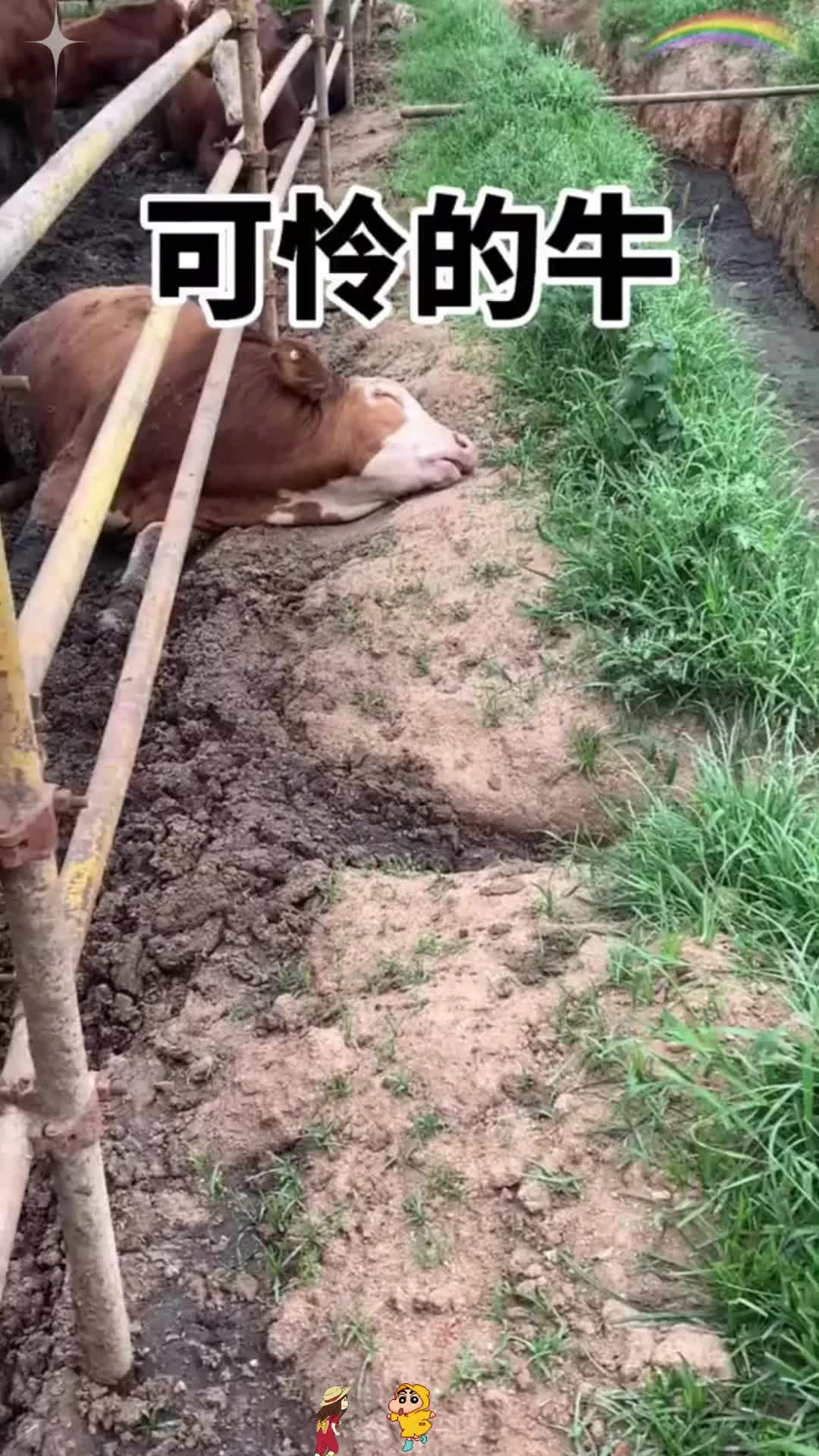 可怜的牛,躺在地上一动不动的