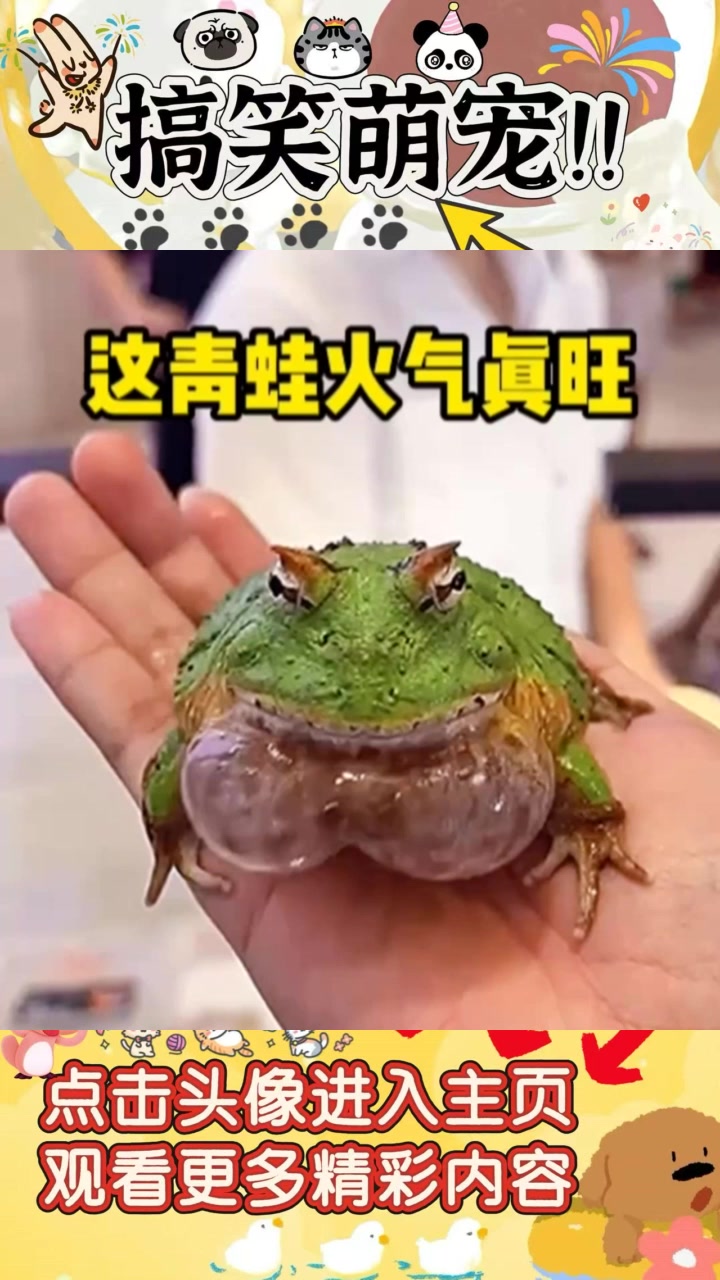 独特青蛙的奇异特征:鼓包与煞气的探讨与联想