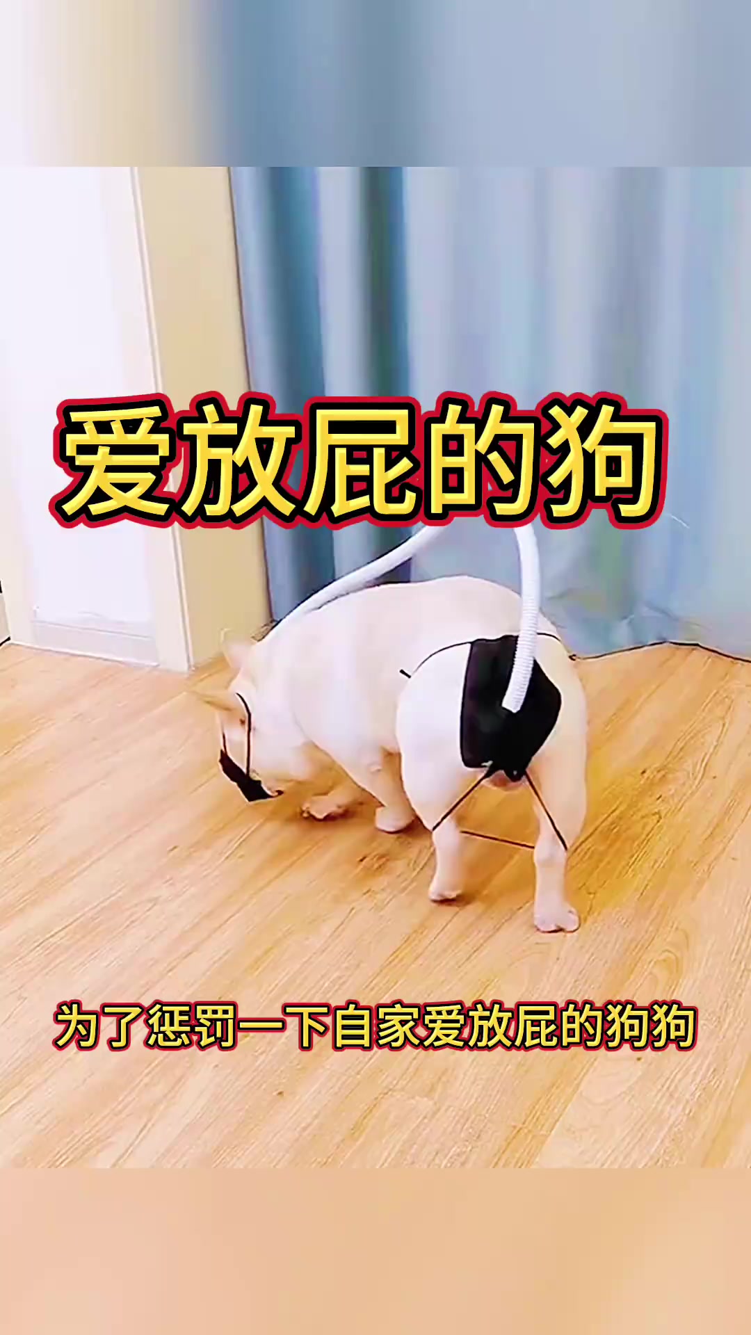 爱放屁的狗,居然自产自销