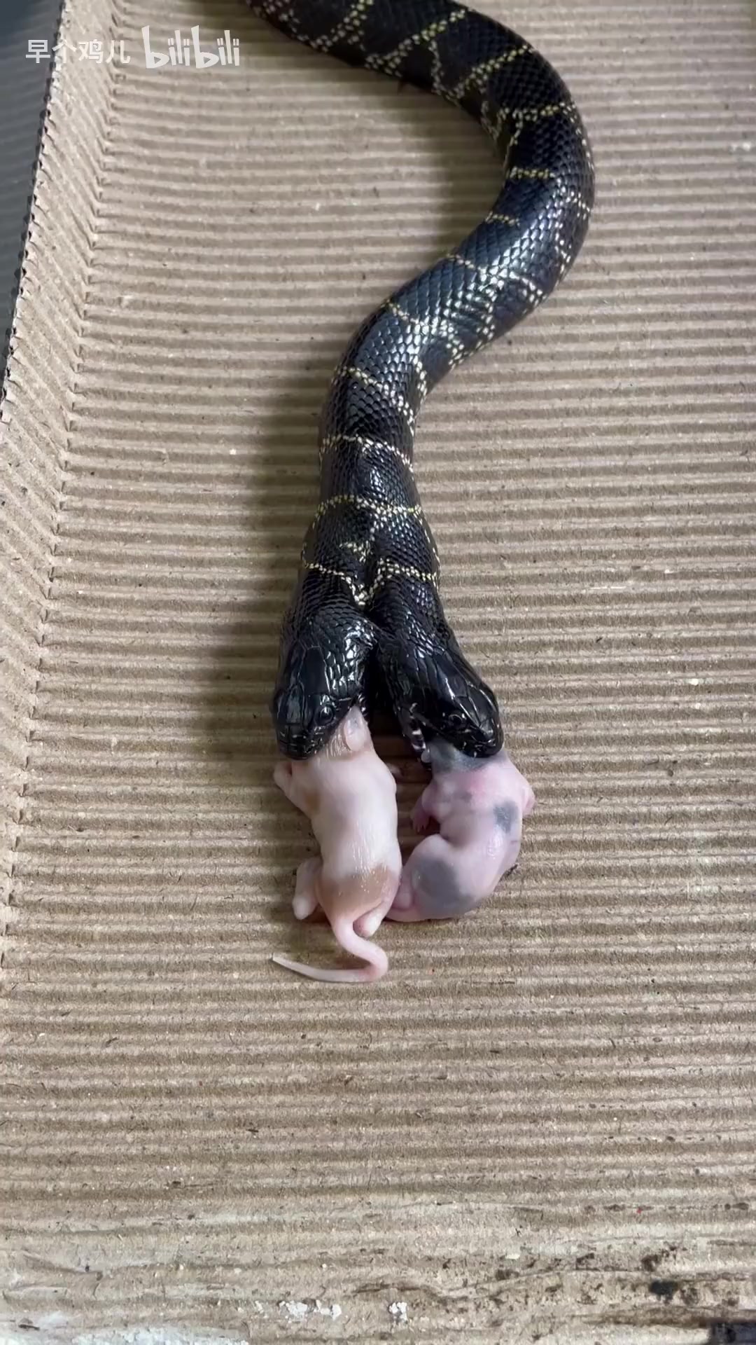 超高清完整双头蛇进食视频包含吞咽过程!