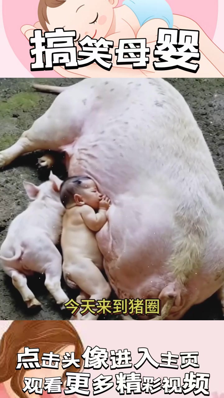 "猪圈惊现人头猪身奇怪仔畜,难道是变异怪胎的隐秘真相?