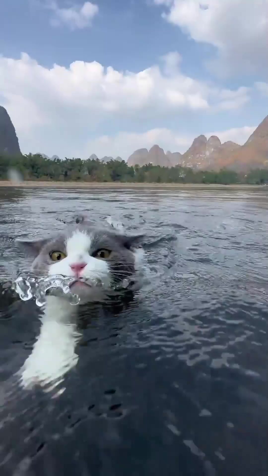 会游泳的小猫咪,谁能拒绝