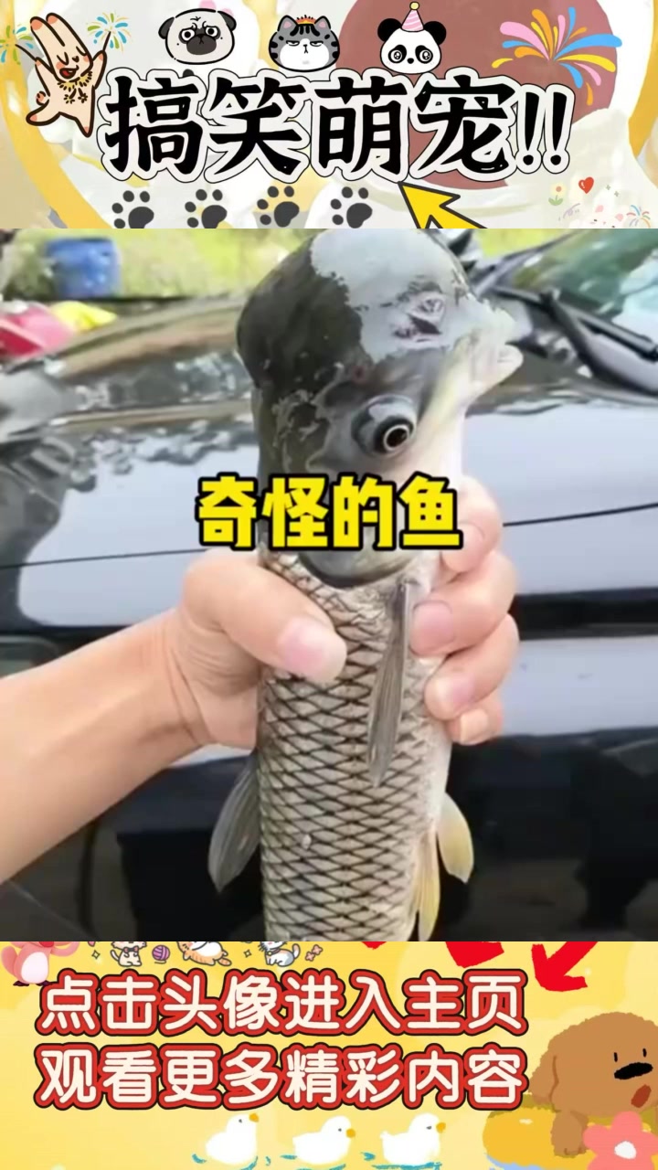 草鱼长包形态奇特,红烧前让人犹豫不决的畸形鱼