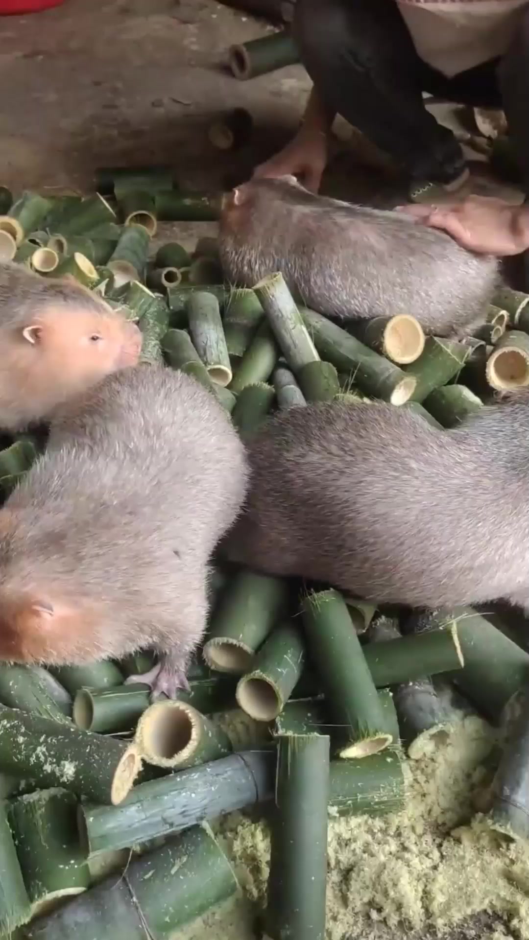 这是竹鼠,最爱吃竹子,现在有人工养殖