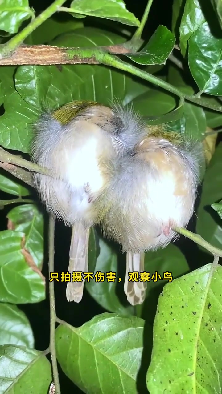原来小鸟晚上是这样睡觉的!