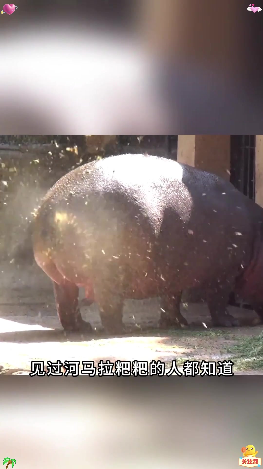 河马拉粑粑究竟有多恐怖?它们为什么要甩尾巴?