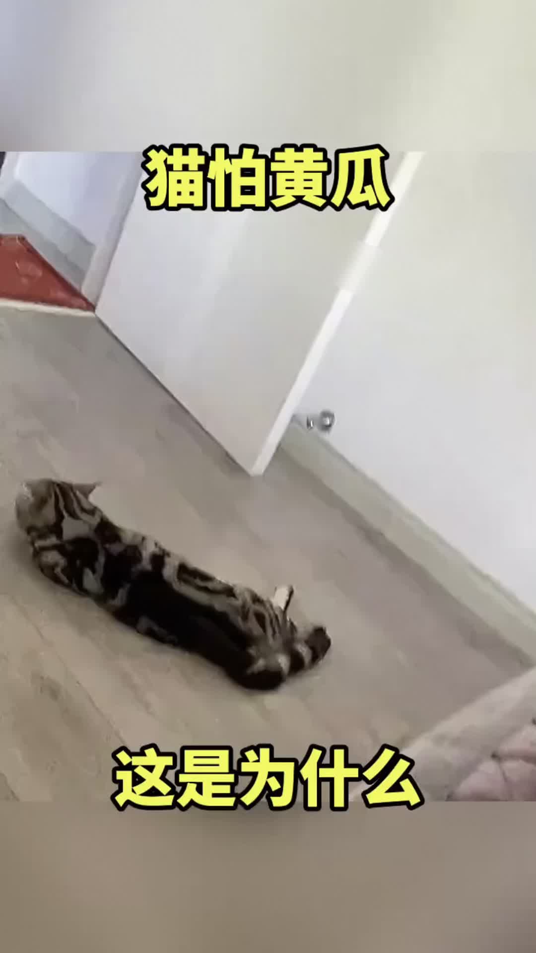 为什么会怕猫