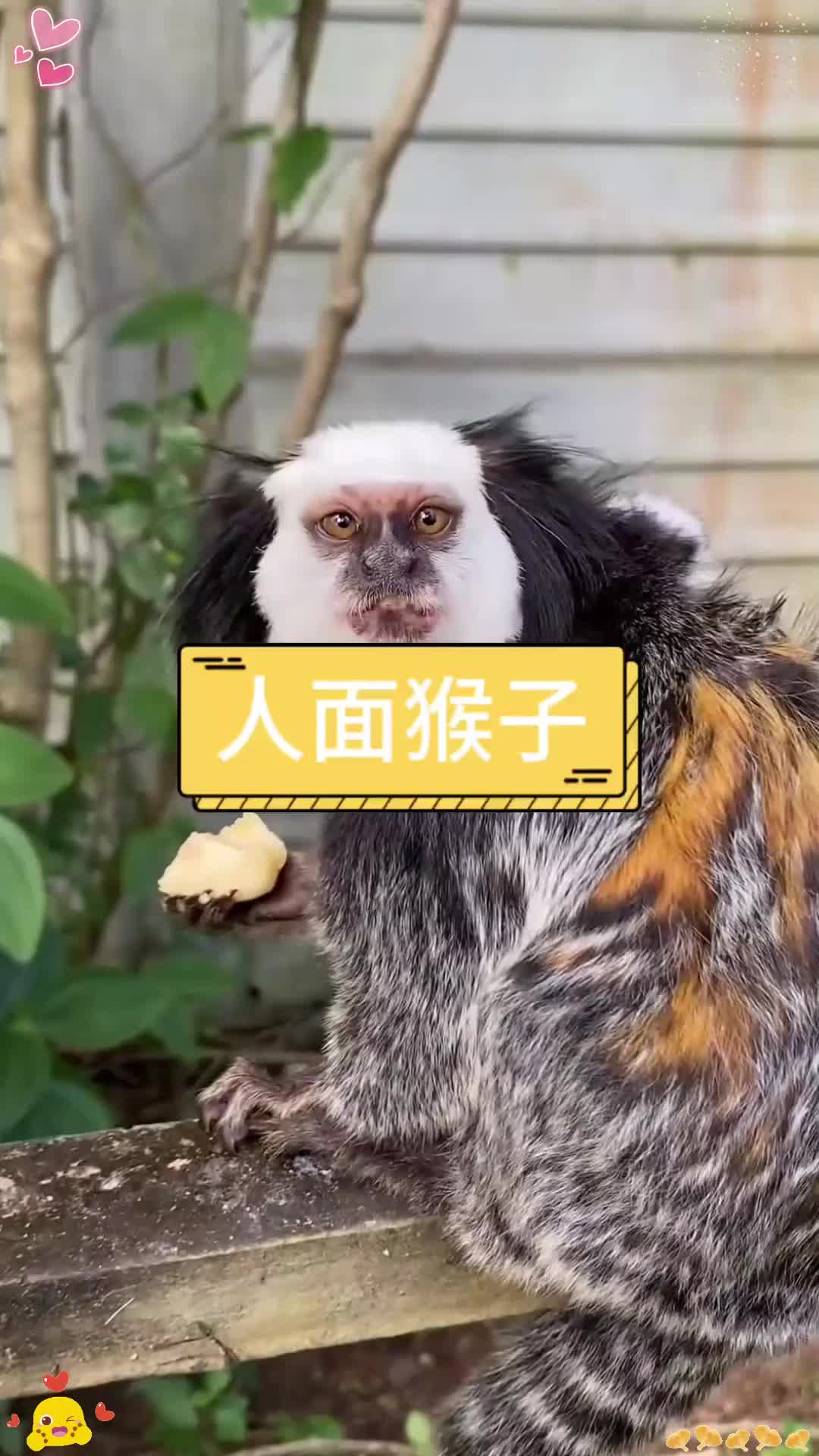 这猴子长得挺别致啊