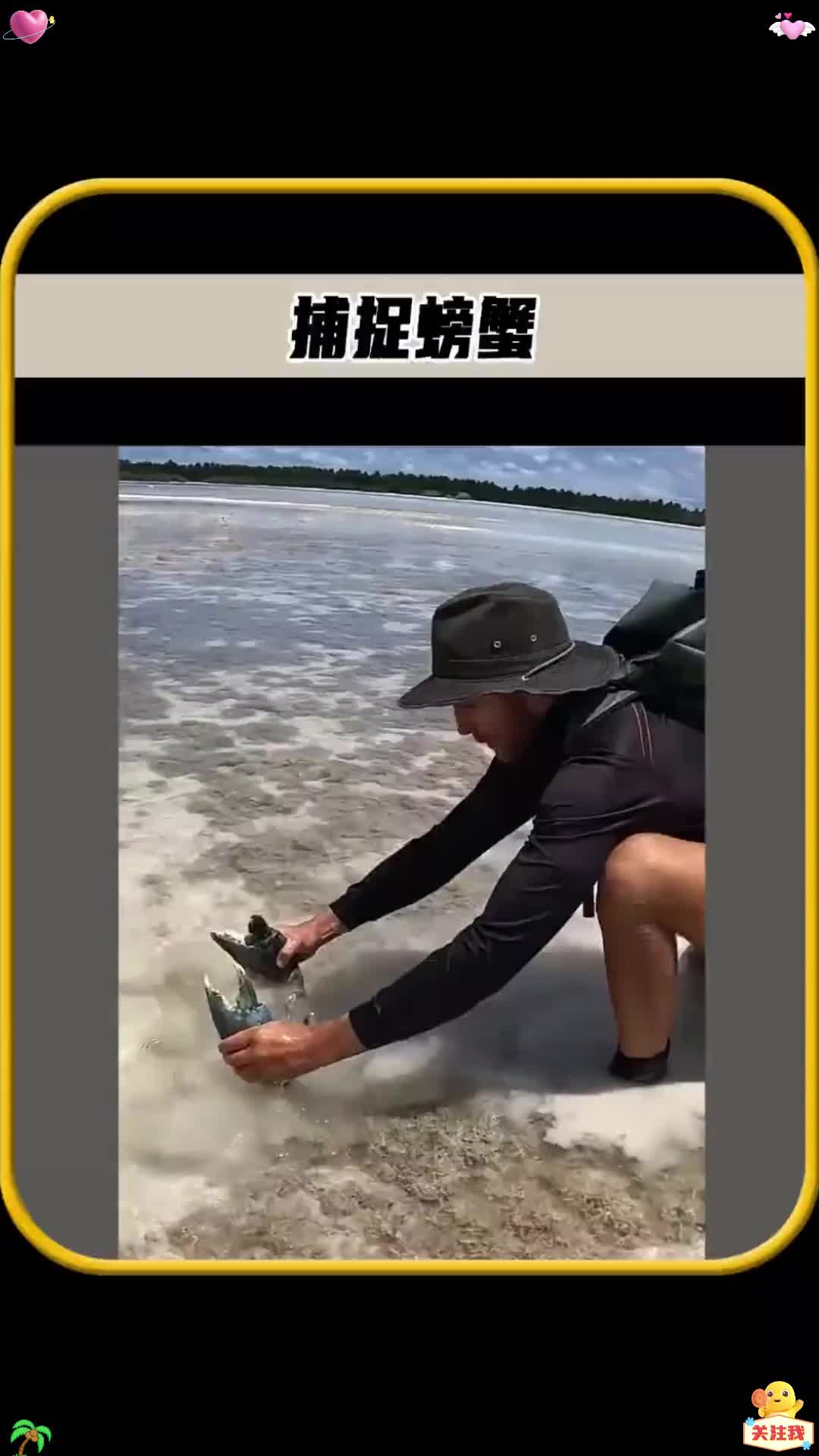 你知道这种巨型螃蟹,是怎样成功抓捕的吗,被螃蟹夹到了老酸爽了