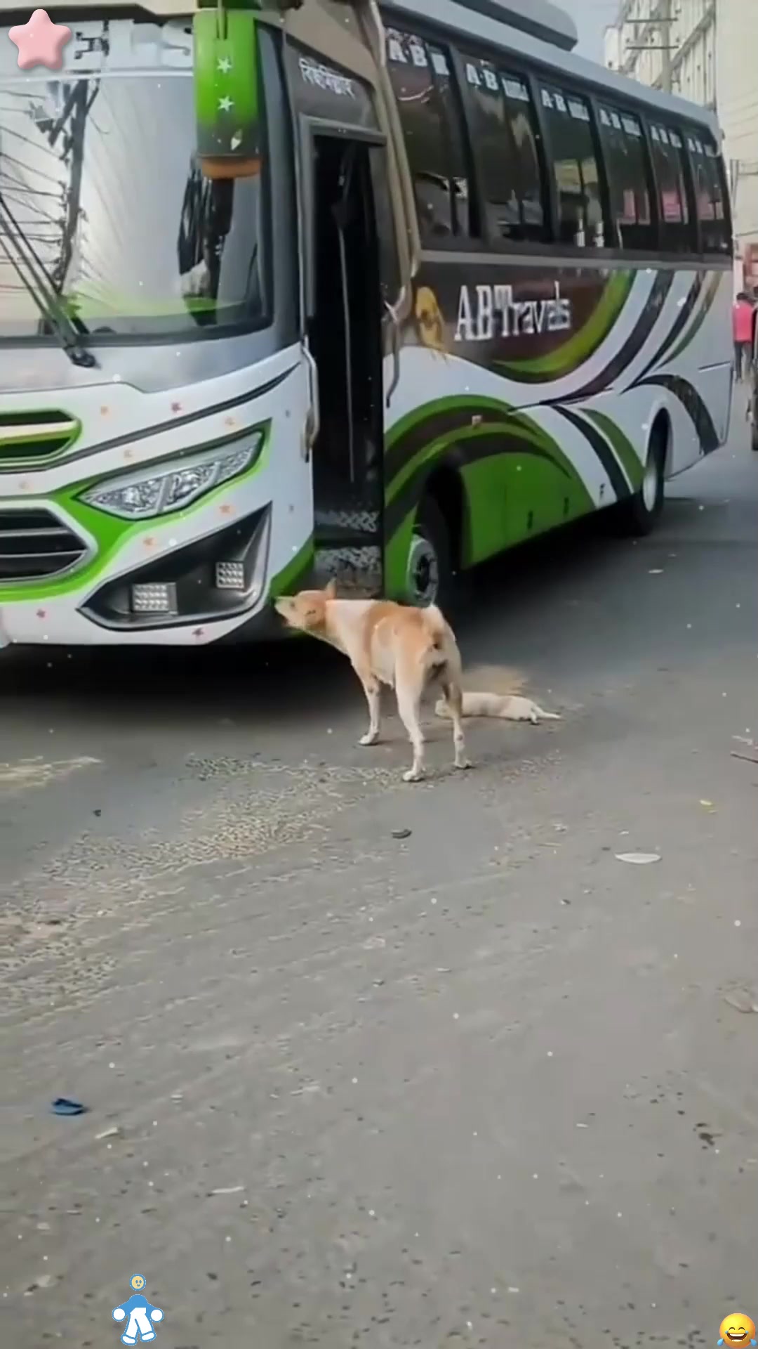 小狗被车撞死,狗妈妈保护它的尸体!