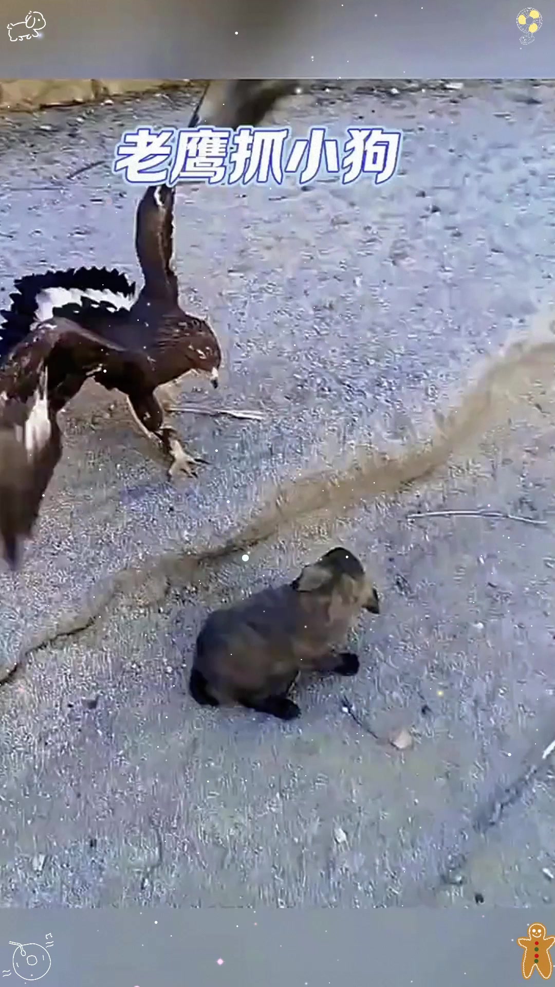 老鹰错把狗狗当兔子,给狗弟气坏了