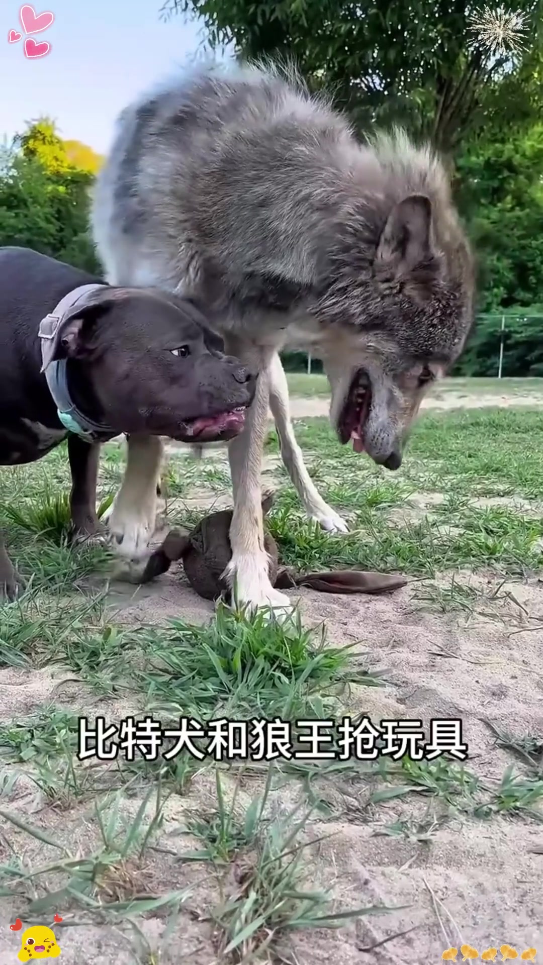 比特犬和狼王抢玩具,结局让人意想不到