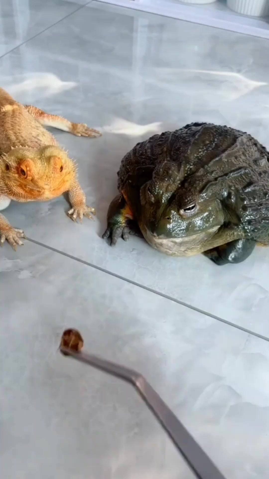 金蜥速度太慢,总是饿肚子啊