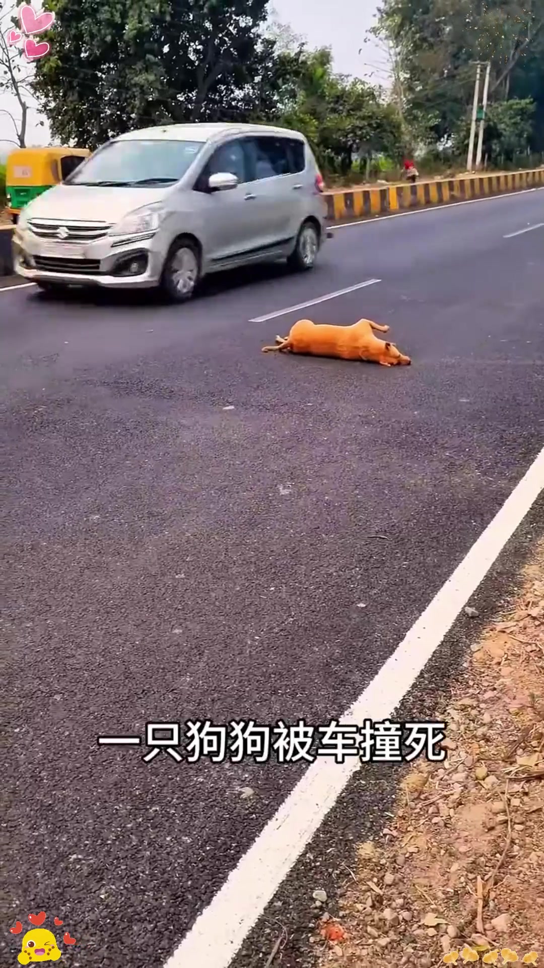 狗狗被汽车压死,男子将狗狗埋葬,尊重每一个生命!