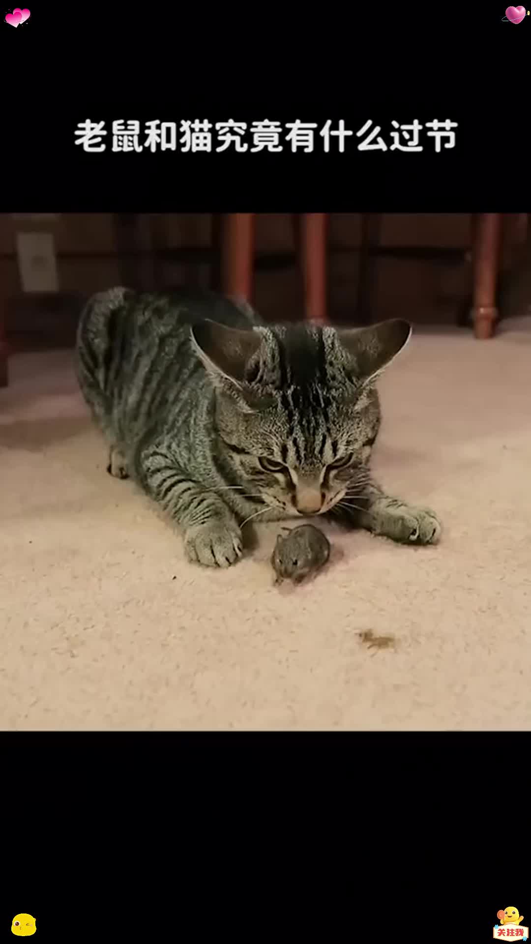 猫为什么捉老鼠