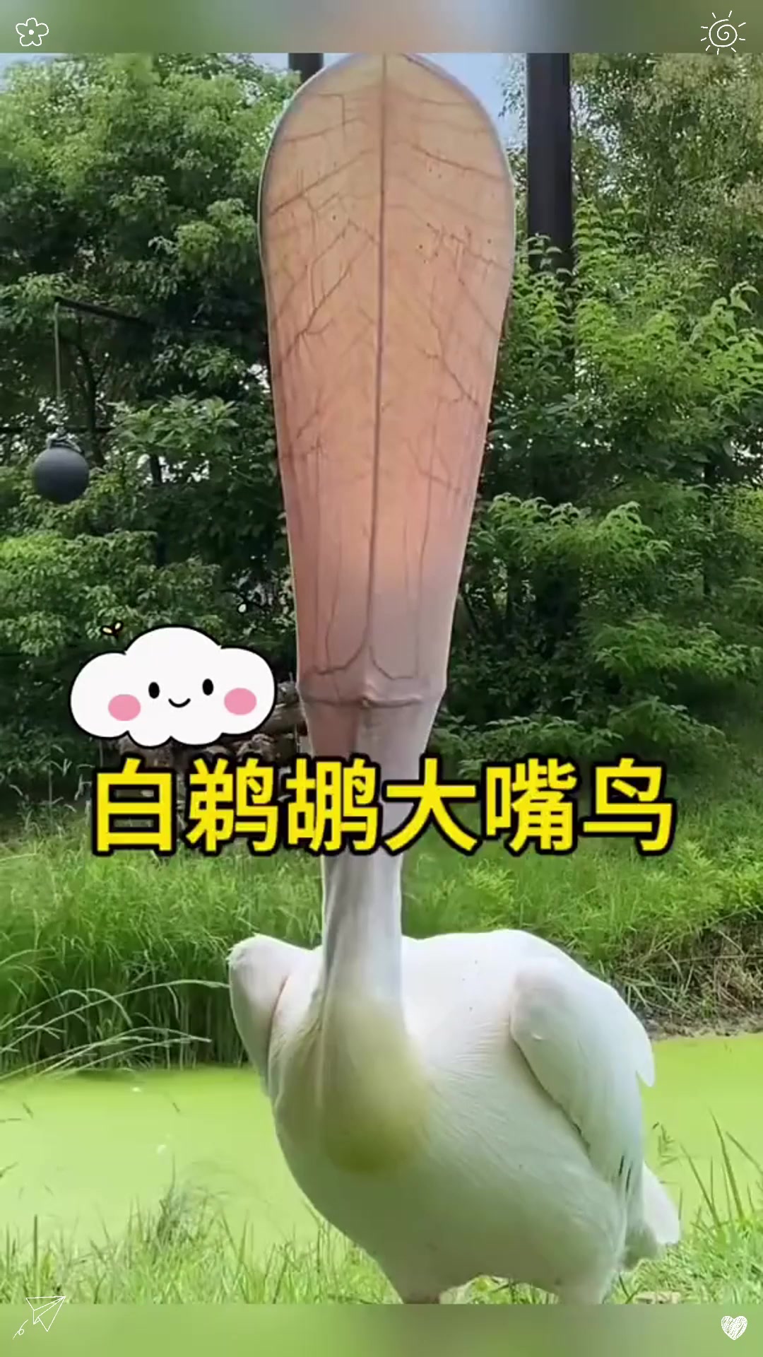 从来没见过鸟的嘴有这么大