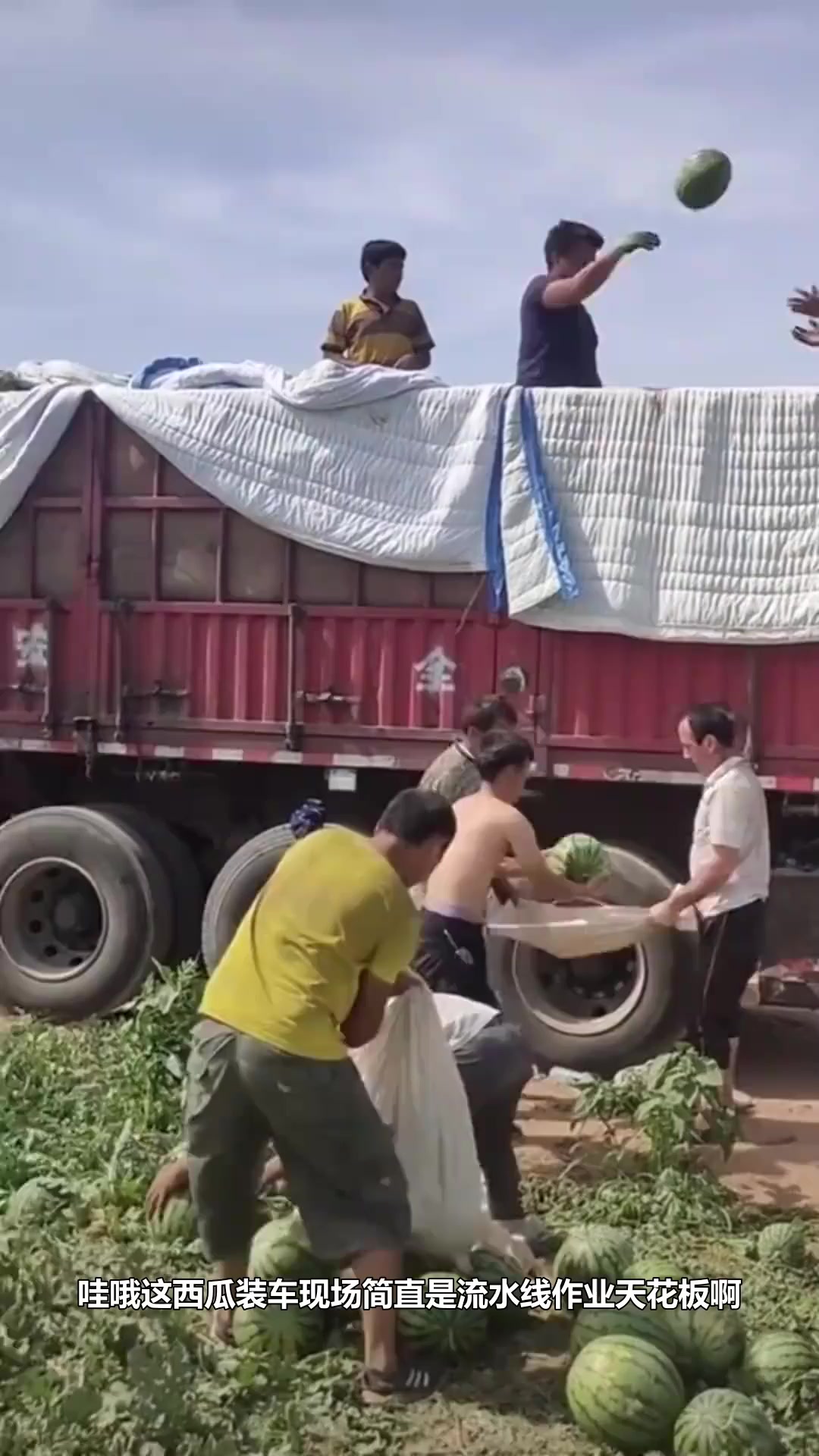 农人西瓜装车技巧真实影像